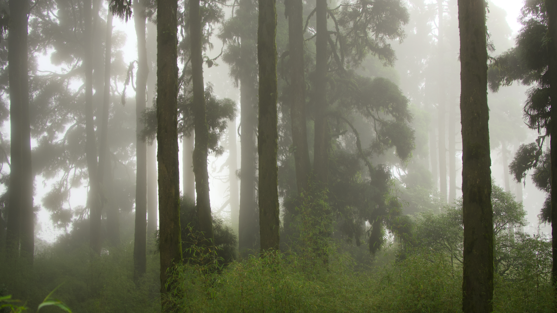 Tiger Hill is a mountain located in Darjeeling, in the Indian State of West Bengal. It has a panoramic view of Mount Everest and Mount Kanchenjunga together.