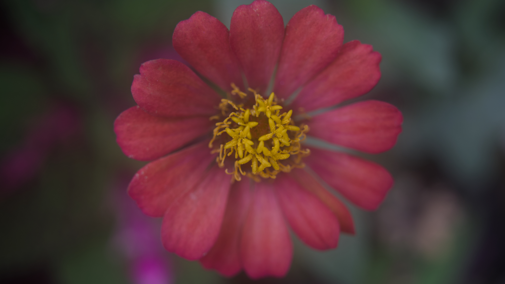 It’s one of the most popular flowers for home gardens and cut-flower beds.