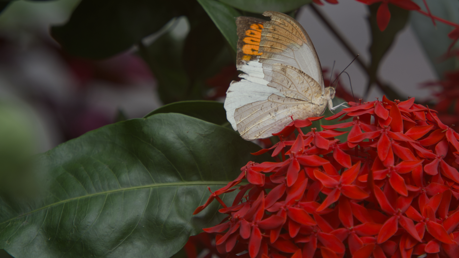 West Indian Jasmine is not a true jasmine. It belongs to the coffee family and is one of the most iconic flowering shrubs of tropical gardens.